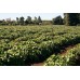 SPRAY FREE KUMARA  3KG Bag LARGE Size Katikati Grown